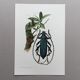 Antique illustration Insects Vintage print 60s
