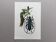 Antique illustration Insects Vintage print 60s