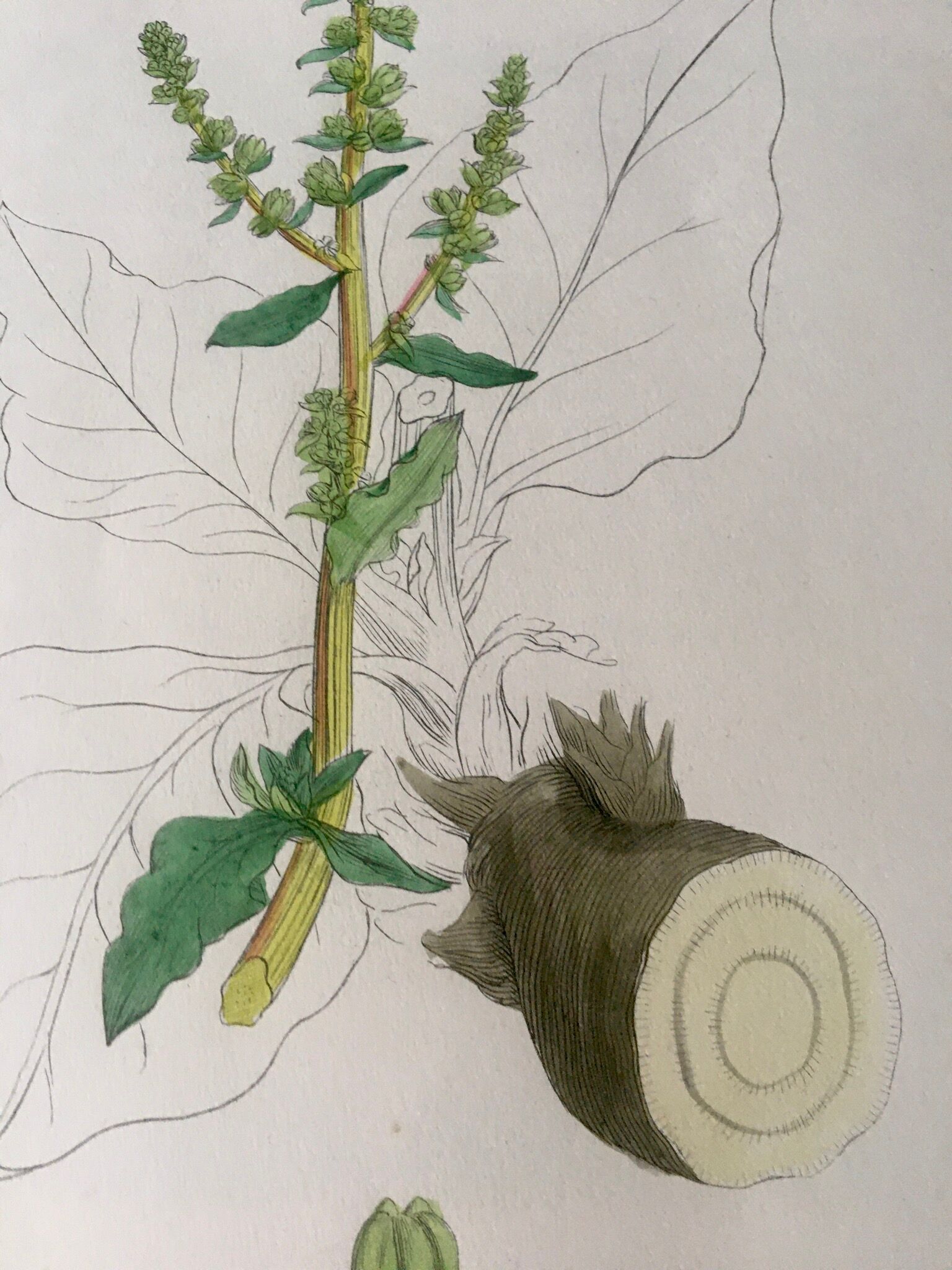 Botanical boards 1920