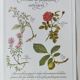 Botanical engraving -Astringent gargle formula- Illustration of medicinal plants and herbs