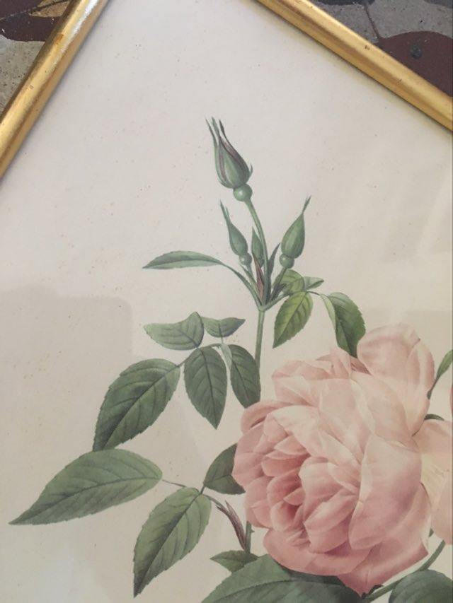 Dreaded botanical plank "Rosa Indica fragans"