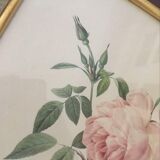 Dreaded botanical plank "Rosa Indica fragans"