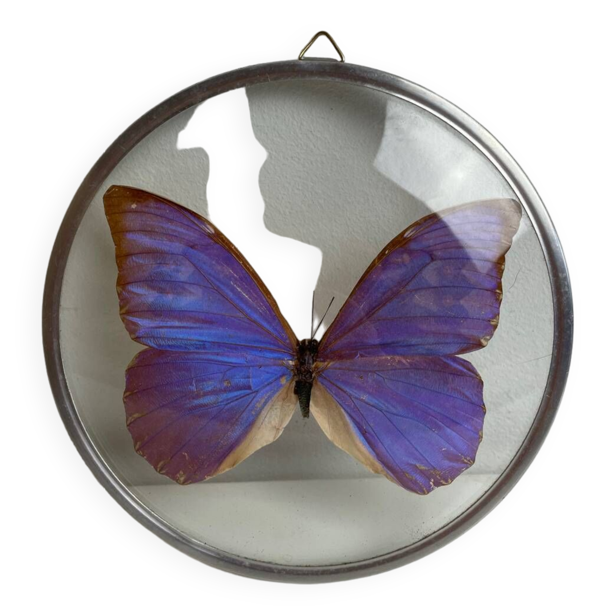 Natiralized morpho butterfly frame under curved glass