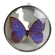 Natiralized morpho butterfly frame under curved glass