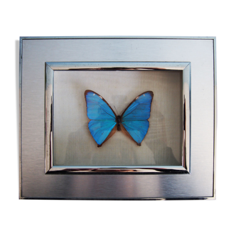 Blue morpho butterfly