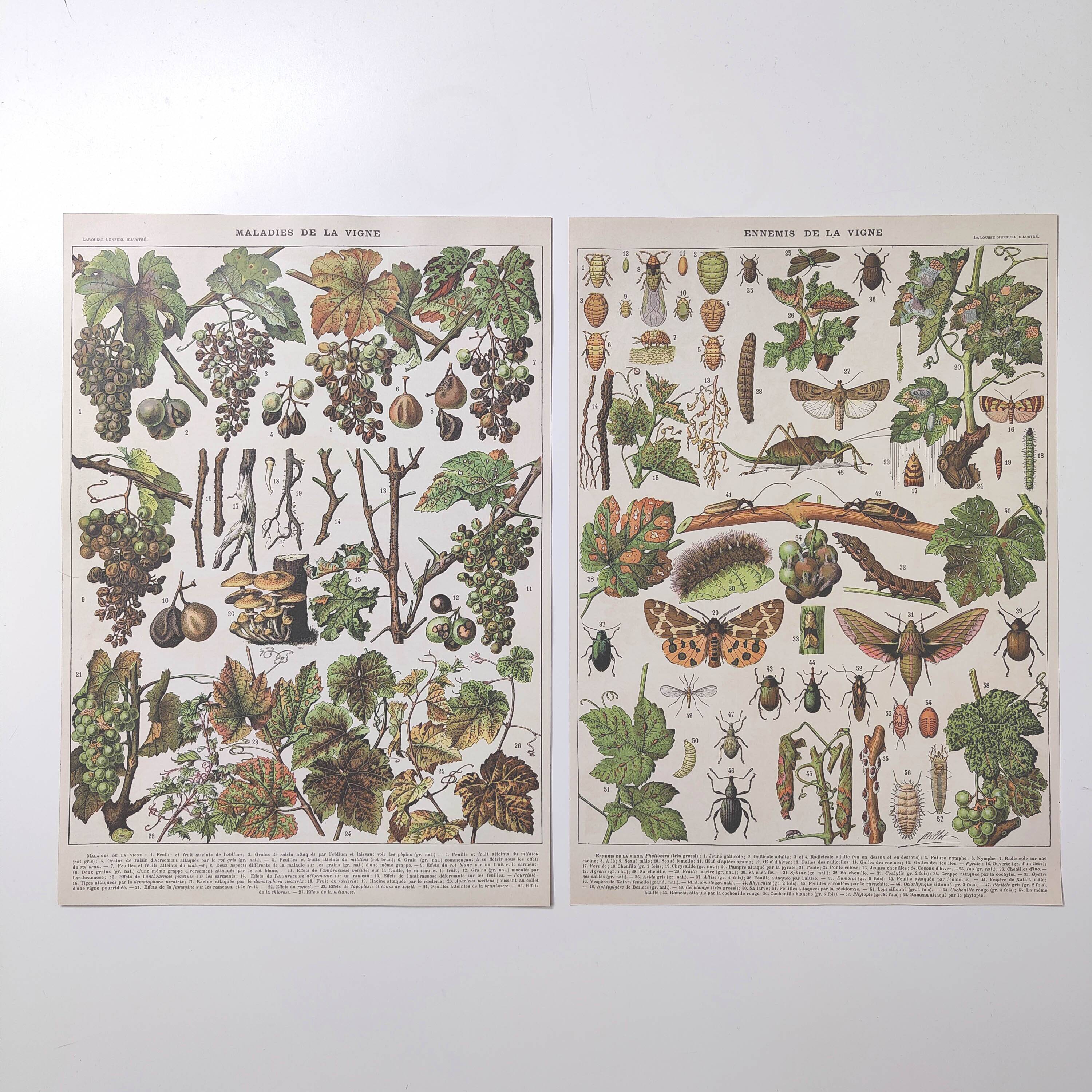 Lot of two lithographed plates on vine diseases 1900