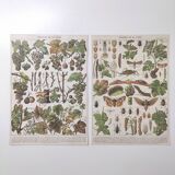 Lot of two lithographed plates on vine diseases 1900