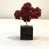 Corail rouge naturel ancien sur socle en bois d' ébène cabinet de curiosités