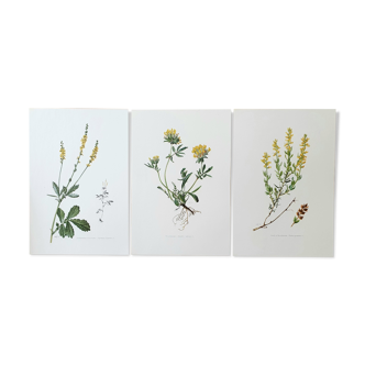 Trio of botanical plates