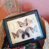 Black frame of stuffed butterflies
