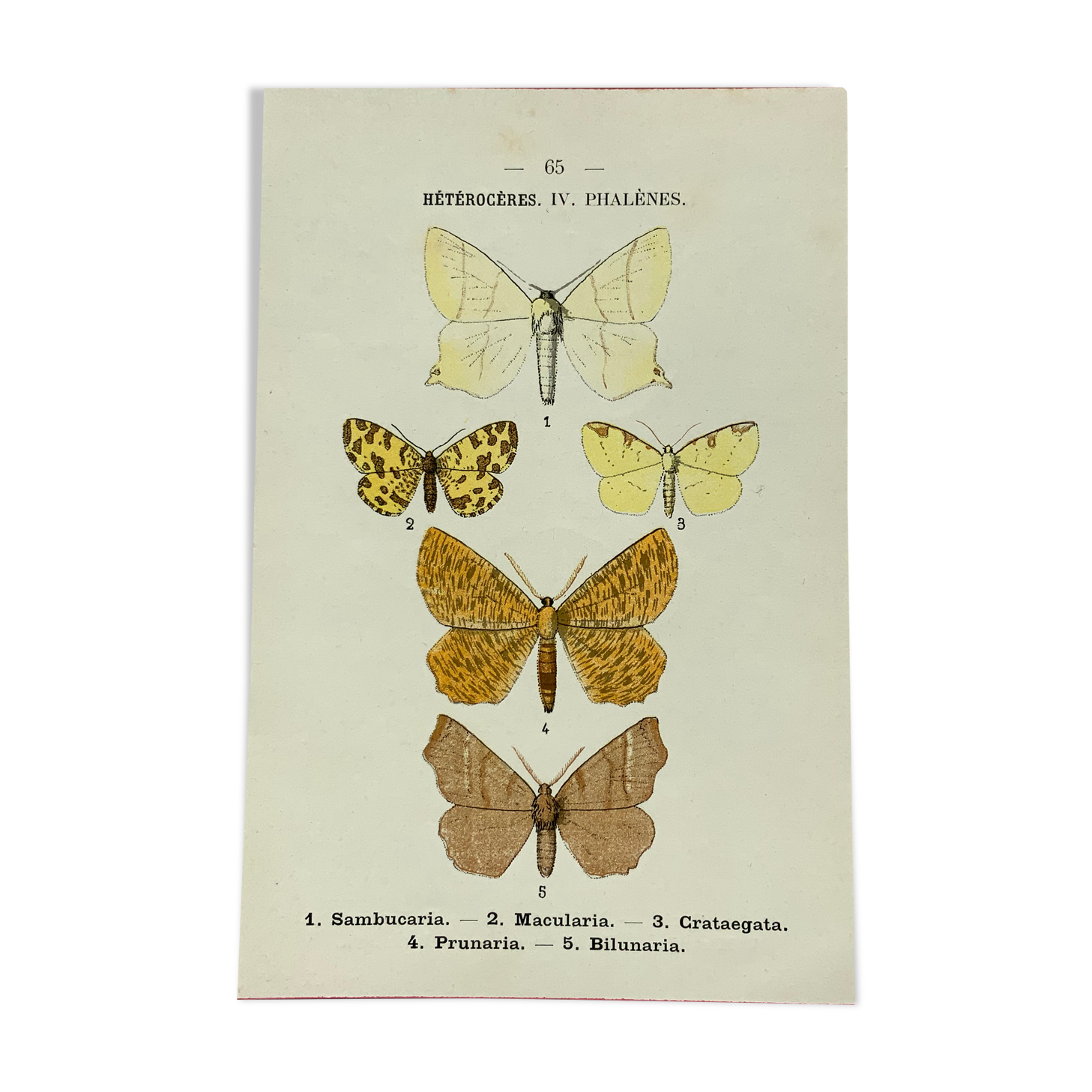 Vintage botanical plate antique butterfly engraving 1903 double-sided G. Denise