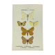 Vintage botanical plate antique butterfly engraving 1903 double-sided G. Denise