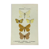 Planche botanique vintage gravure papillon ancienne 1903 double face G. Denise