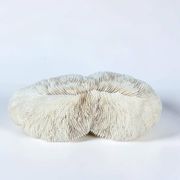 Large ancient white coral with lamellae, shark cushion 31 cm