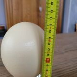 Œuf d’Autruche vide avec support