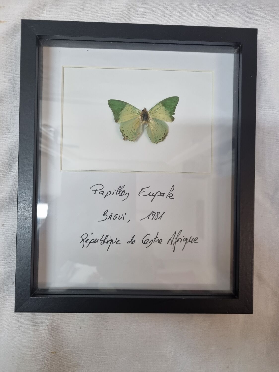Stuffed butterfly Eupale, 1980