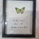 Stuffed butterfly Eupale, 1980