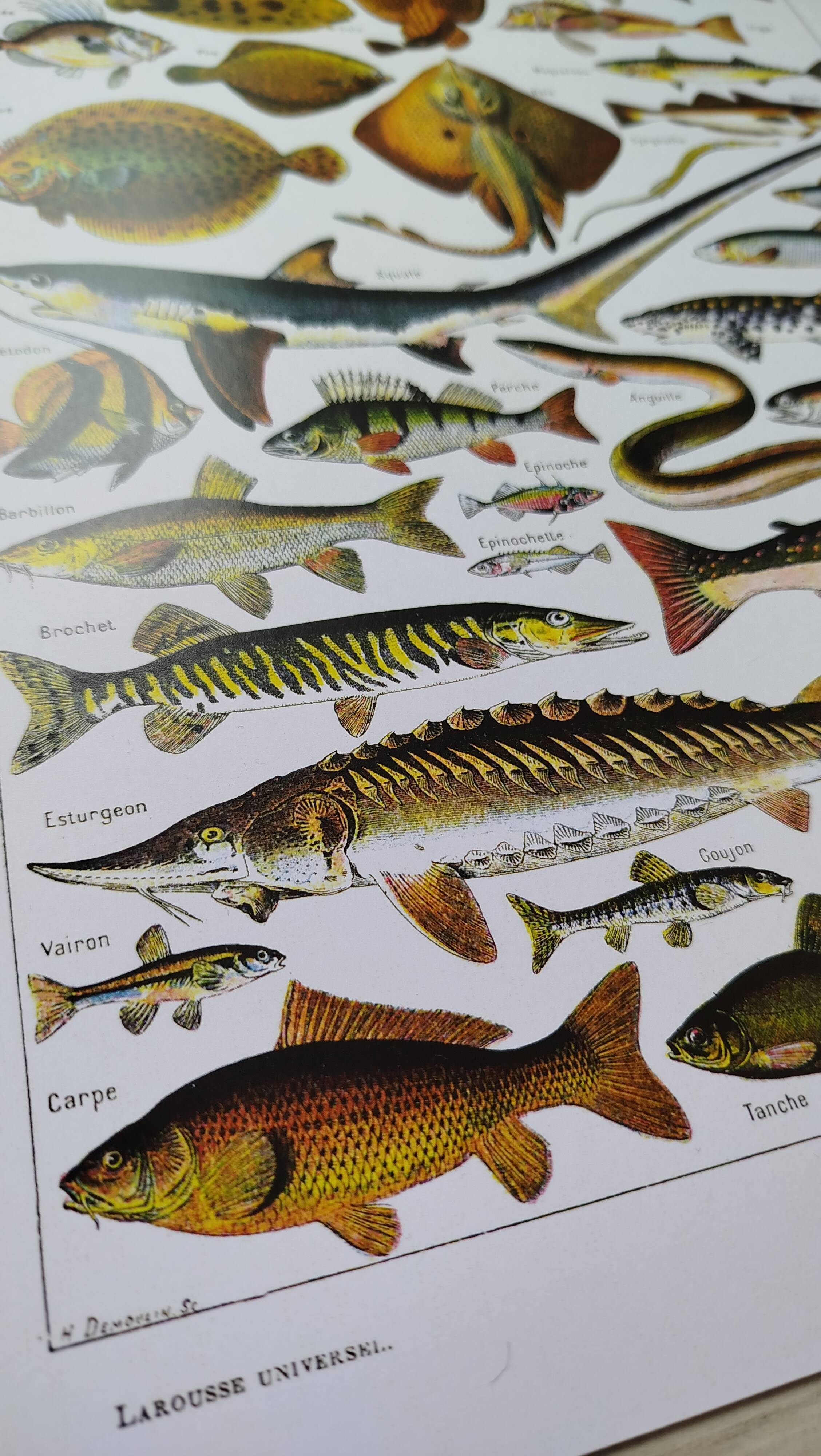 Affiche sur les poissons, d'après une lithographie de 1922