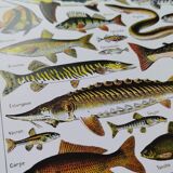 Fish poster, based on a 1922 lithograph