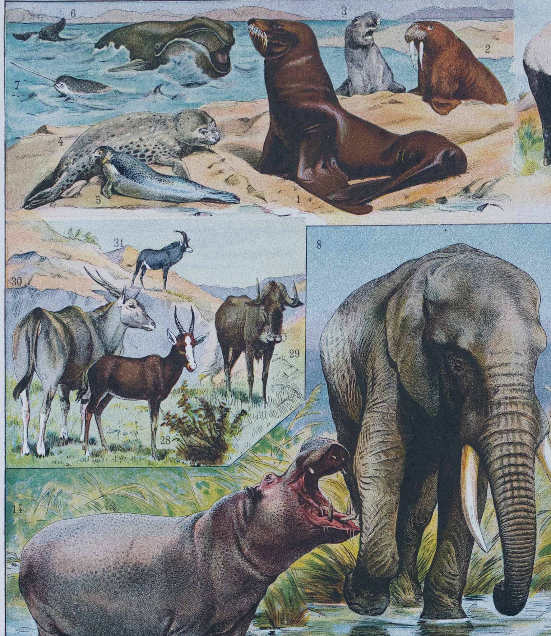 Original plate from 1930: exotic and wild mammals, biodiversity