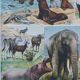 Original plate from 1930: exotic and wild mammals, biodiversity