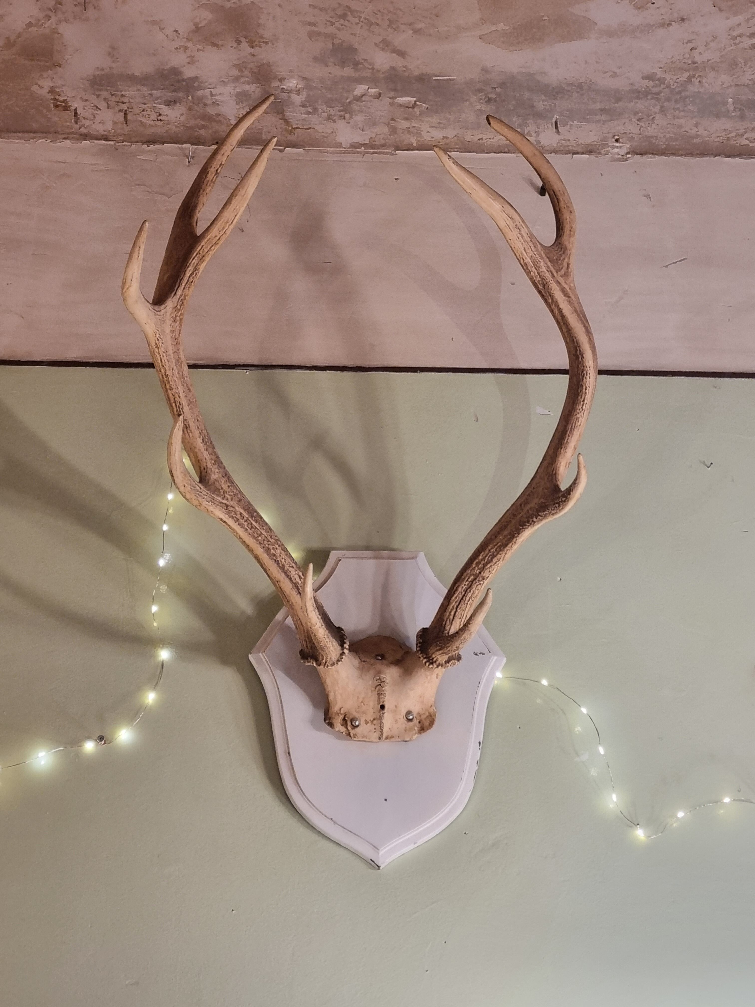Deer trophy 100cm