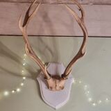 Deer trophy 100cm