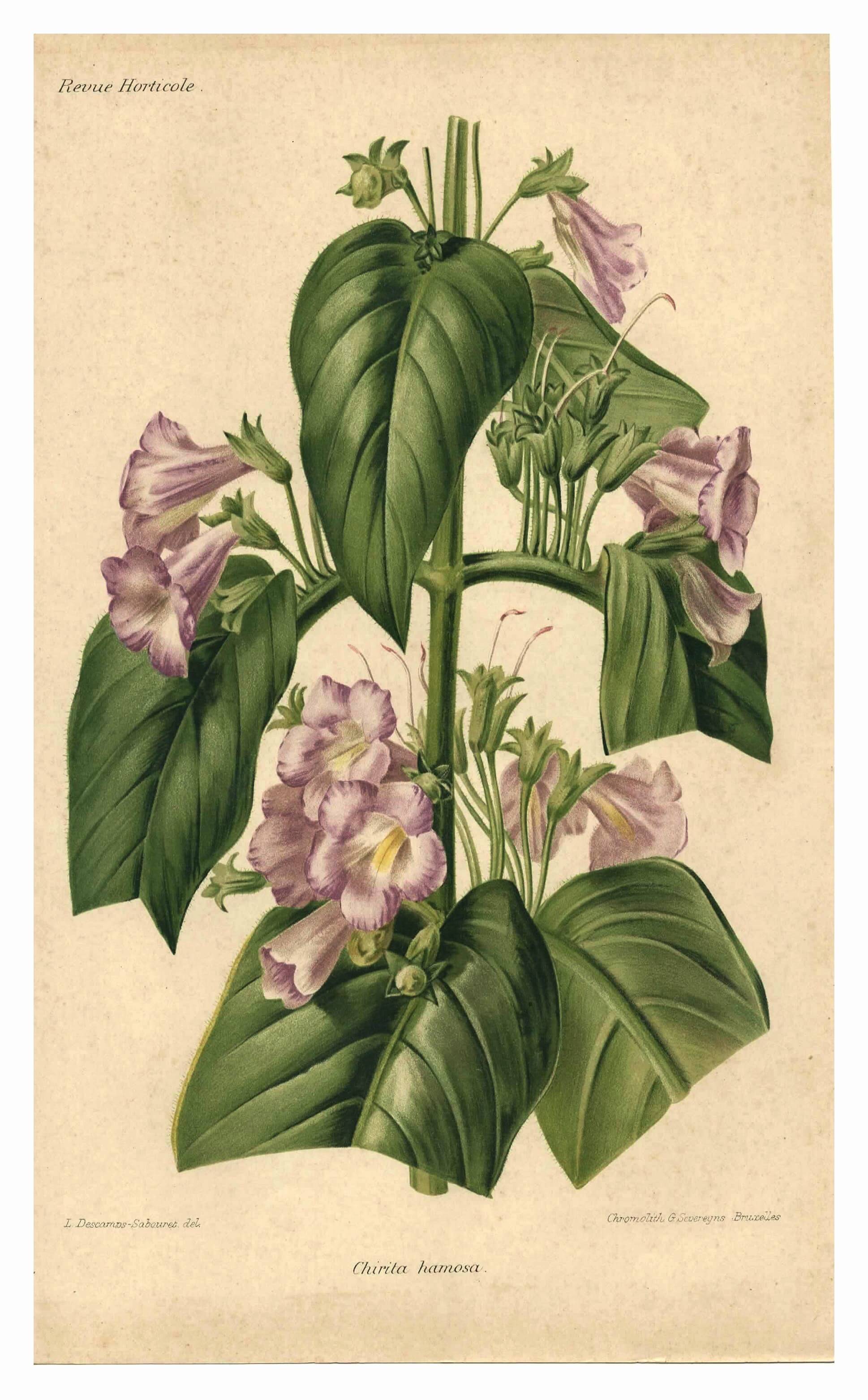 Botanical engraving by Descamps-Sabouret, Chirita hameçon, 1896