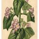 Botanical engraving by Descamps-Sabouret, Chirita hameçon, 1896