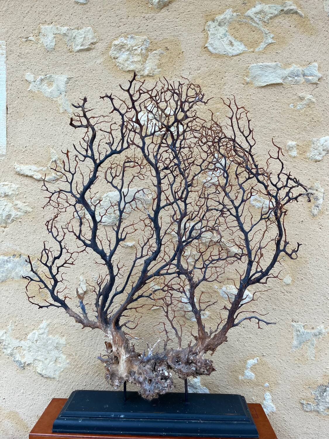 Large ancient natural gorgon mounted on a base.