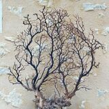 Large ancient natural gorgon mounted on a base.