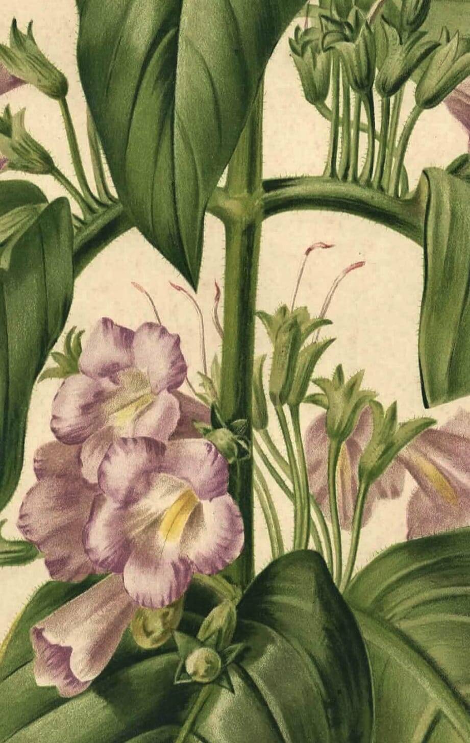 Botanical engraving by Descamps-Sabouret, Chirita hameçon, 1896