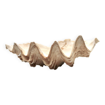 Natural shell dish, 1970s