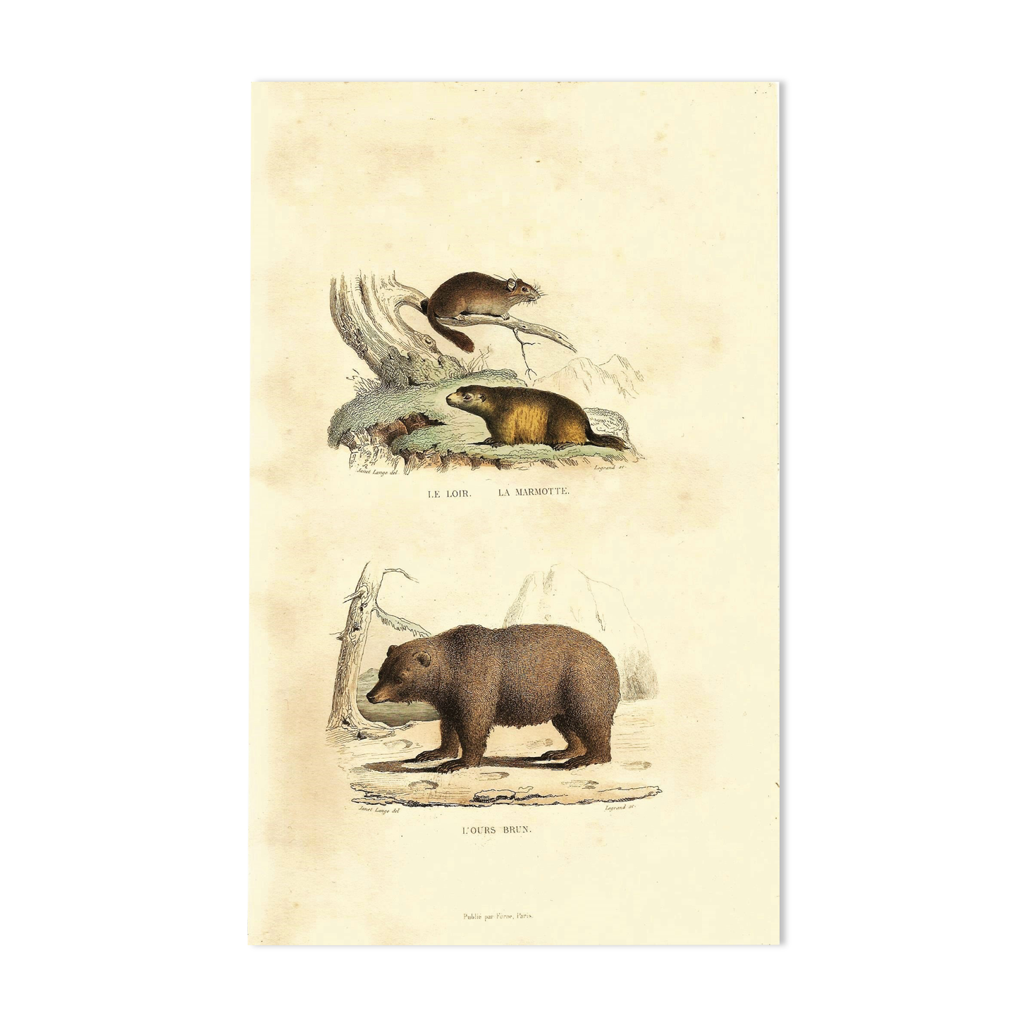 Planche zoologique originale " Loir - Marmotte - Ours Brun " Buffon 1840