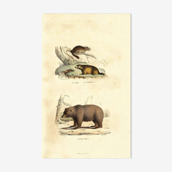Original zoological board "Loir - Marmot - Brown Bear " Buffon 1840