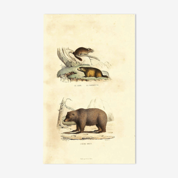 Planche zoologique originale " Loir - Marmotte - Ours Brun " Buffon 1840