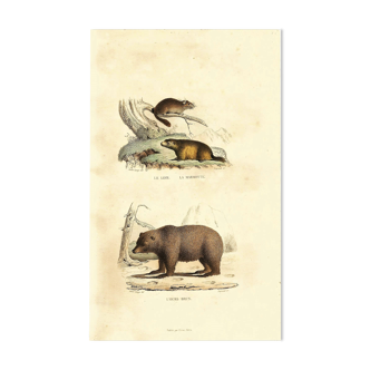 Planche zoologique originale " Loir - Marmotte - Ours Brun " Buffon 1840