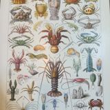 Lithograph on crustaceans from 1928