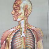Educational pull-down Jung Koch school map human anatomy chart