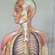 Educational pull-down Jung Koch school map human anatomy chart