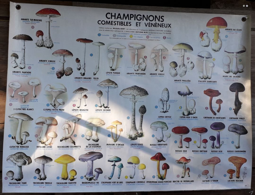 School poster / m.d.i / mushrooms edible and poisonous 1975