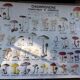 School poster / m.d.i / mushrooms edible and poisonous 1975