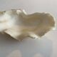 Holy water clam shell - 20x12x4cm - natural - 550g