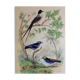 Gravure Buffon XIX Eme
