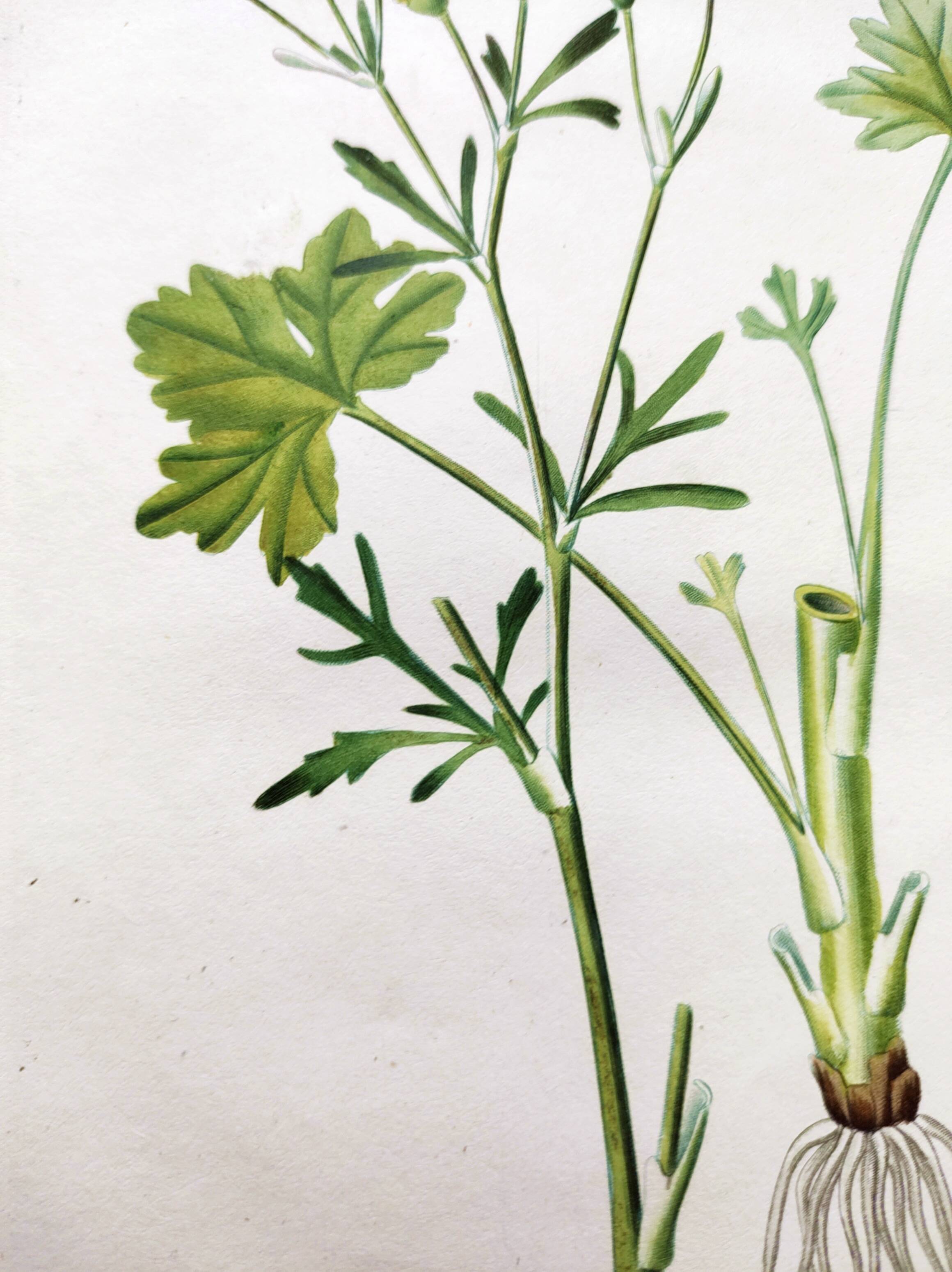 Antique flower engraving from 1829 - Ranunculus Scerelate - By P.A Poiteau.