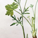 Gravure de fleur ancienne de 1829 - Renoncule Scerelate- Par P.A Poiteau.