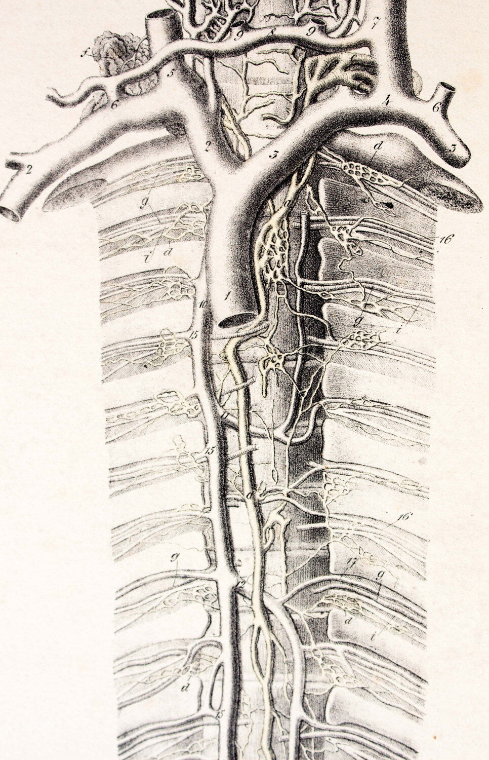 Displays educational Anatomy 1830