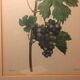 Former vignes botanical plank vintage green wood frame