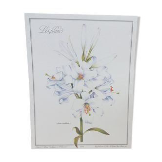 Planche botanique Lis Blanc