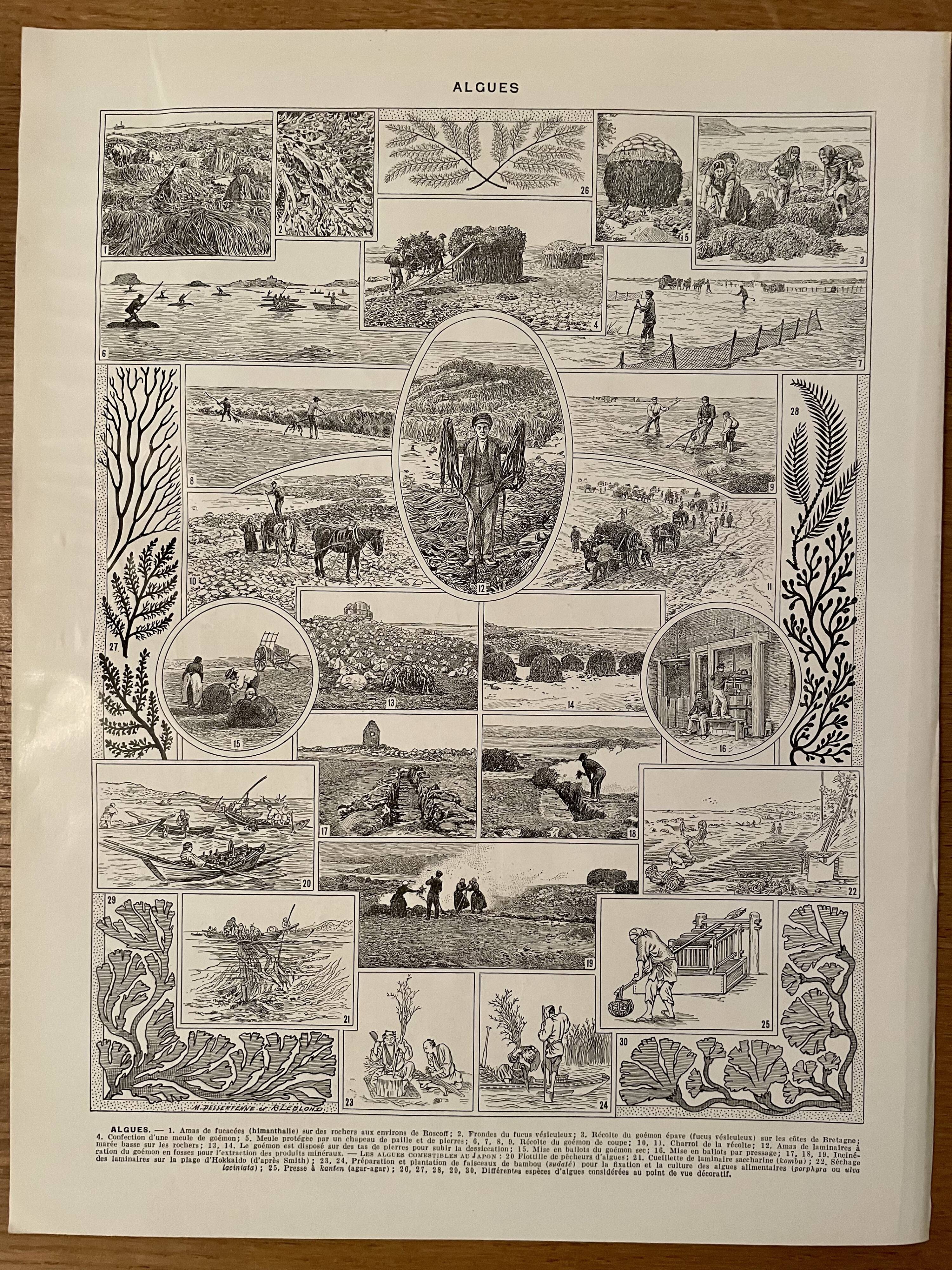 Lithograph on algae - 1930